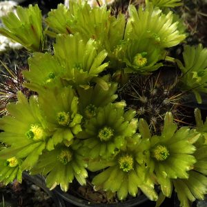 Echinocereus chloranthus v.jarilla -Seeds-