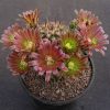 62.3 Echinocereus chlorantus SB 245 -seeds-