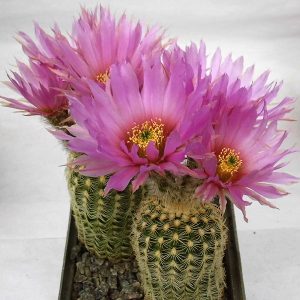Echinocereus reichenbachii v.albispinum -Seeds-