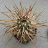 69 Echinofossulocactus lloydii