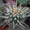 70 Echinofossulocactus phillacantus CH 223 15шт.-35 грн
