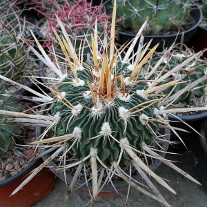 Echinofossulocactus phillacantus CH 223 -Seeds-