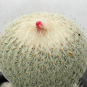 Epithelantha micromeris v. rufispina -Seeds-