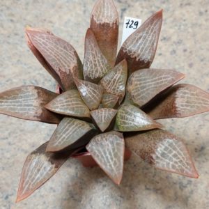 729 Haworthia comptoniana VVG13 x VVG14 вік 8 років