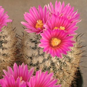 Gymnocactus beguinii -Seeds-