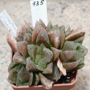 735 Haworthia 'Hakuteijyo' hybrid