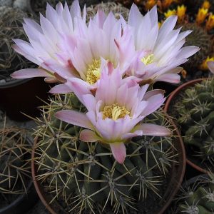 Gymnocalycium achirasense -Seeds-