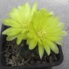 74.2 Gymnocalycium andreae 74.2 Gymnocalycium andreae