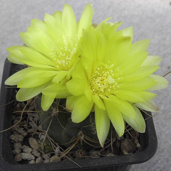 74.2 Gymnocalycium andreae 74.2 Gymnocalycium andreae