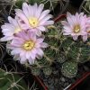 75 Gymnocalycium albispinum
