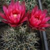 76 Gymnocalycium baldianum 15шт.-25грн