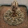 77 Gymnocalycium bodenbenderianum VG 248
