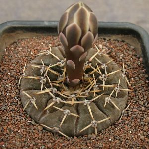 Gymnocalycium bodenbenderianum VG 248 -Seeds-
