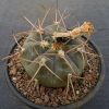 78 Gymnocalycium bozsingianum P 205