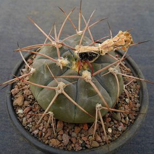 Gymnocalycium bozsingianum P 205 -Seeds-