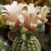 79 Gymnocalycium bruchii 15шт.-25грн.