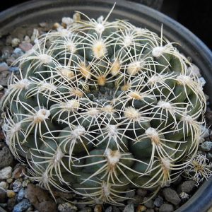 Gymnocalycium calochlorum -Seeds-