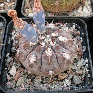 Gymnocalycium ferrari P 136 -Seeds-