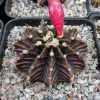 82 Gymnocalycium friedrichii angustostriatum LB2178 Aqua Dulce