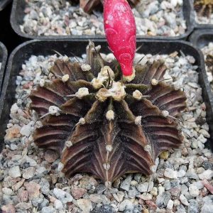 Gymnocalycium friedrichii angustostriatum LB2178 Aqua Dulce -Seeds-