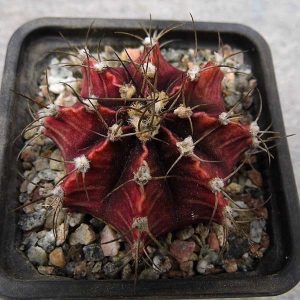 Gymnocalycium friedrichii fa. nigrum -Seeds-