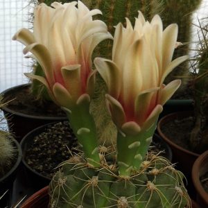 Gymnocalycium gerthii -Seeds-