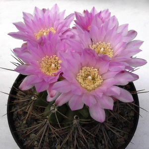 Gymnocalycium horridispinum -Seeds-