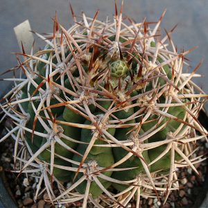 Gymnocalycium hybopleurum v.ferocior -Seeds-