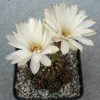 86.2 Gymnocalycium mesopotamicum