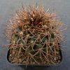 86.3 Gymnocalycium mirandaense