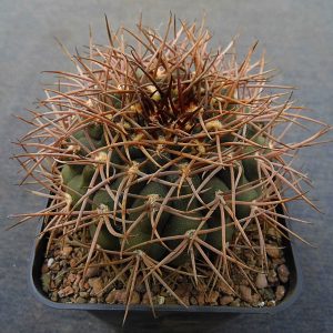 Gymnocalycium mirandaense -Seeds-