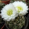 87 Gymnocalycium monvillei v. echinatum 15шт.-25грн.