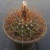 88 Gymnocalycium moserianum