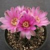 89 Gymnocalycium neuhuberi GN 77