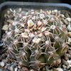 90 Gymnocalycium occultum