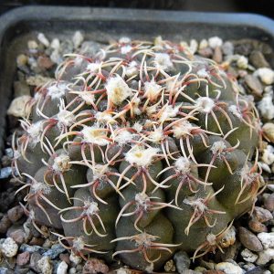 Gymnocalycium occultum -Seeds-