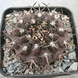 Gymnocalycium piltziorum P 38 -Seeds-