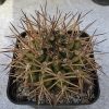92 Gymnocalycium pungens SB 482