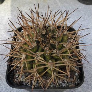 Gymnocalycium pungens SB 482 -Seeds-