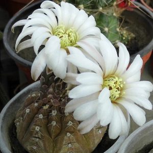 Gymnocalycium ragonese -Seeds-