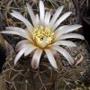 94 Gymnocalycium riojense paucispinum 10шт.-25грн.