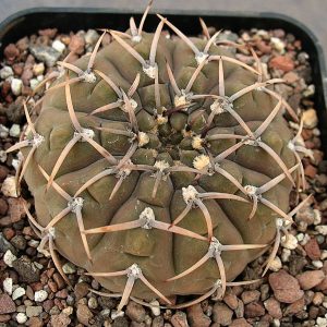 Gymnocalycium riojense v. paucispinum -Seeds-