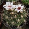 95 Gymnocalycium saglionis 15шт.-20грн.