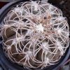 96 Gymnocalycium spegazzinii v. punillense