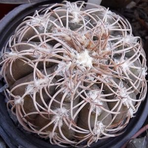 Gymnocalycium spegazzinii v. punillense -Seeds-