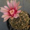 96 Gymnocalycium spegazzinii v. punillense_