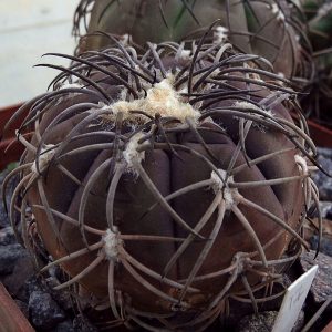 Gymnocalycium spegazzinii v. sarkae KP 54 -Seeds-