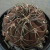 97 Gymnocalycium spegazzinii v. sarkae KP 54_