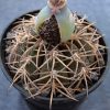 98 Gymnocalycium spegazzinii 98 Gymnocalycium spegazzinii