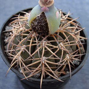 Gymnocalycium spegazzinii -Seeds-